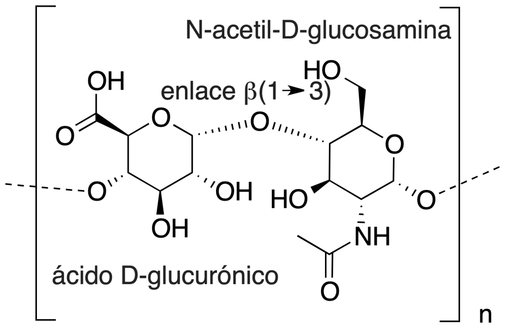 acido hialuronico disacarido  acido D-glucuronico  N-acetil-D-glucosamina