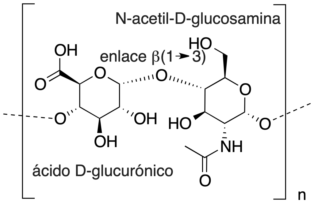 acido hialuronico disacarido  acido D-glucuronico  N-acetil-D-glucosamina