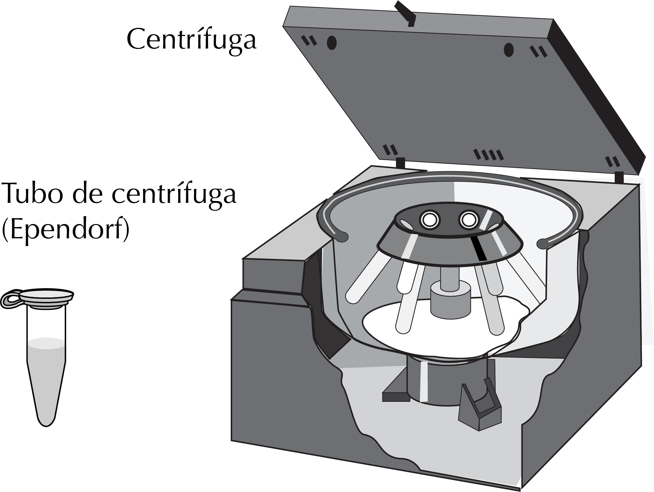 centrifugacion: centrifuga y tubo Eppendorf