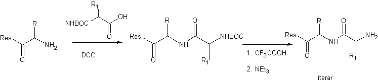 Merrifield solid-phase peptide synthesis