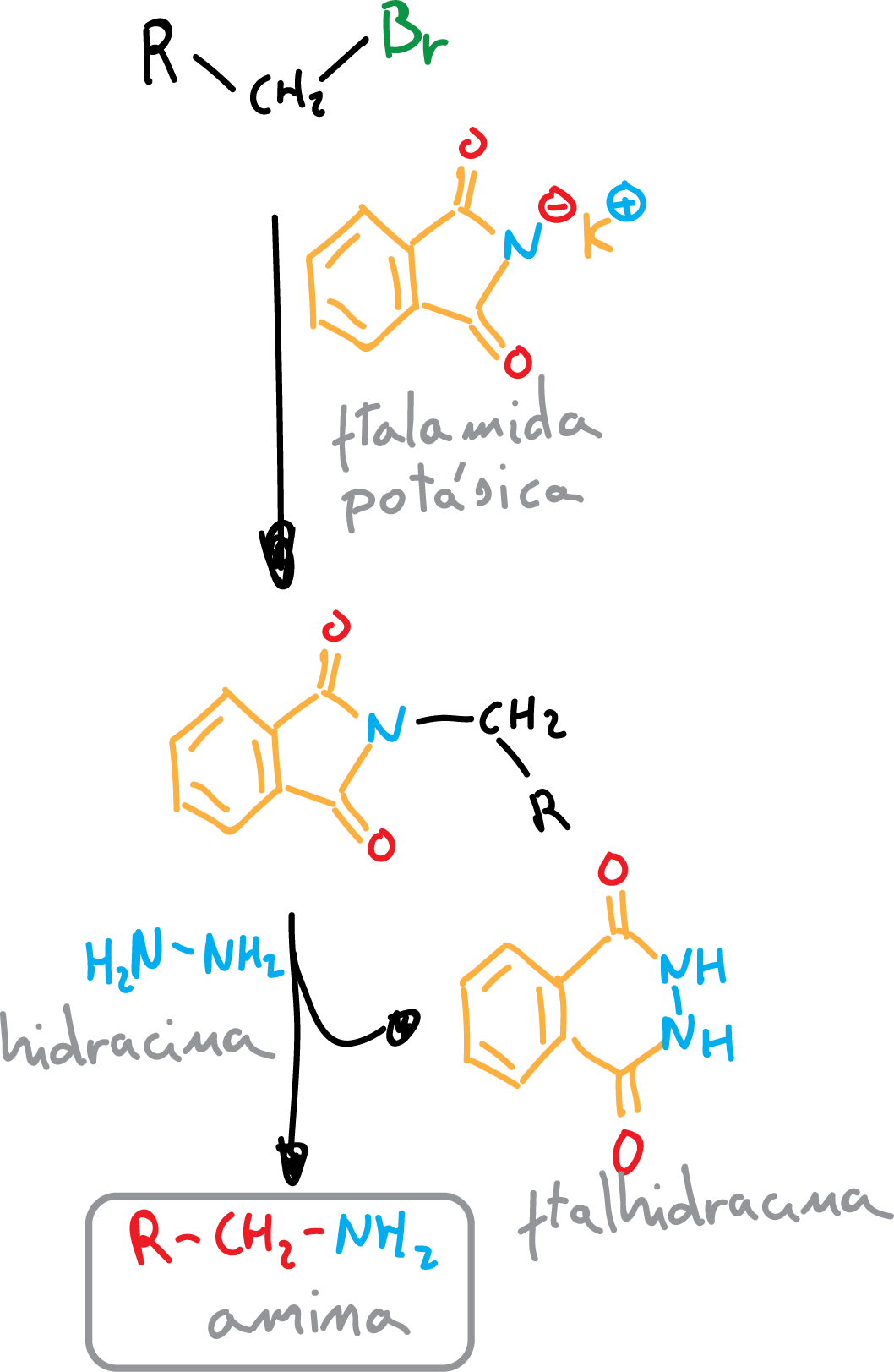 Reacciones de Aminas Alifáticas sintesis de gabriel ftalimida potásica ftalhidrazida