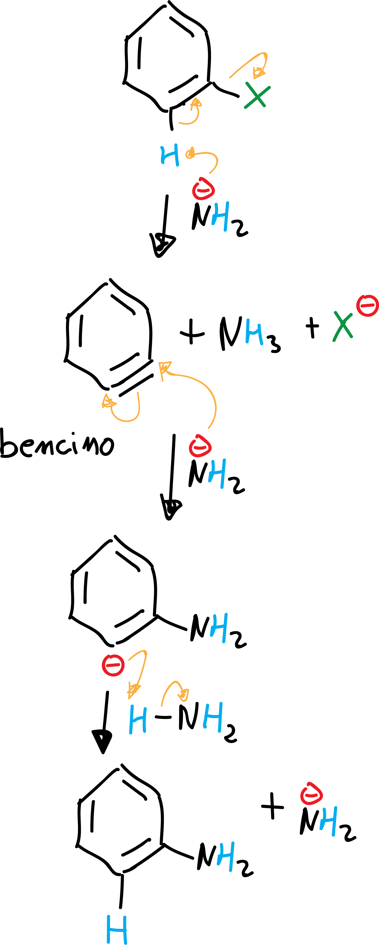 Aromatic nucleophilic substitution SNAr elimination-addition mechanism via benzyne