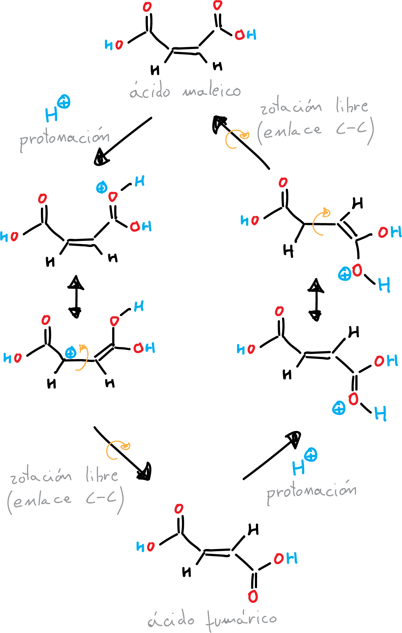 Isomerización del ácido maleico (cis) al ácido fumárico (trans)