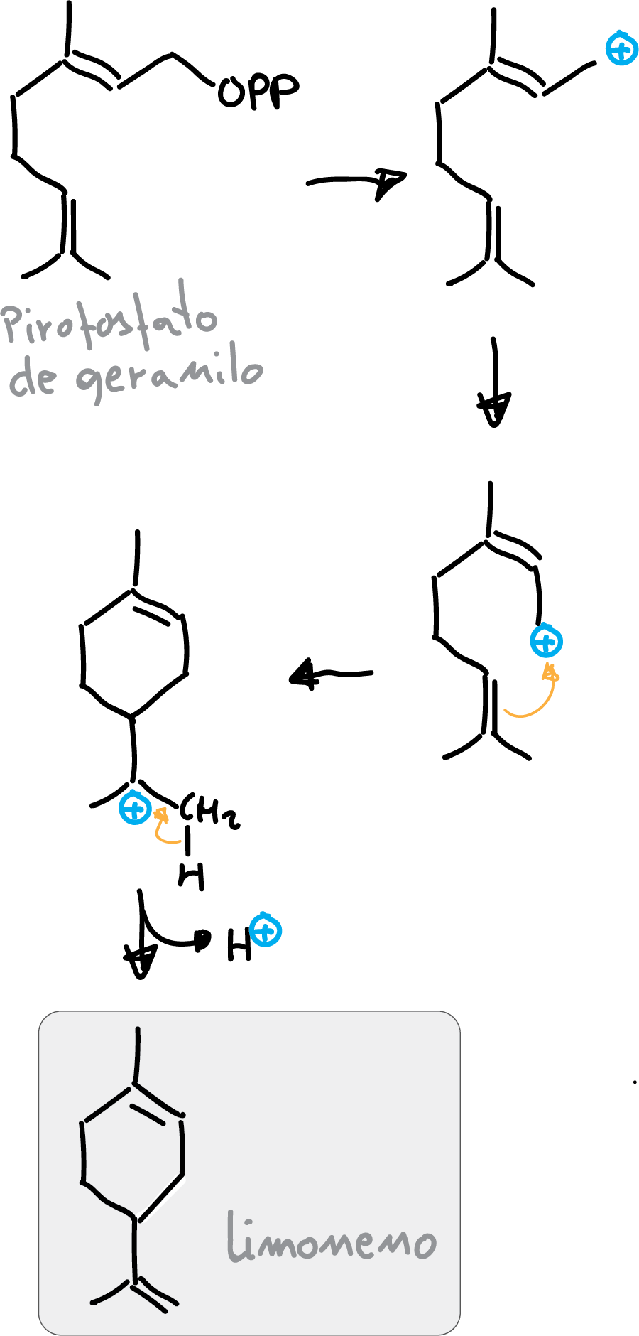 biosintesis de limoneno pirofosfato de geranilo