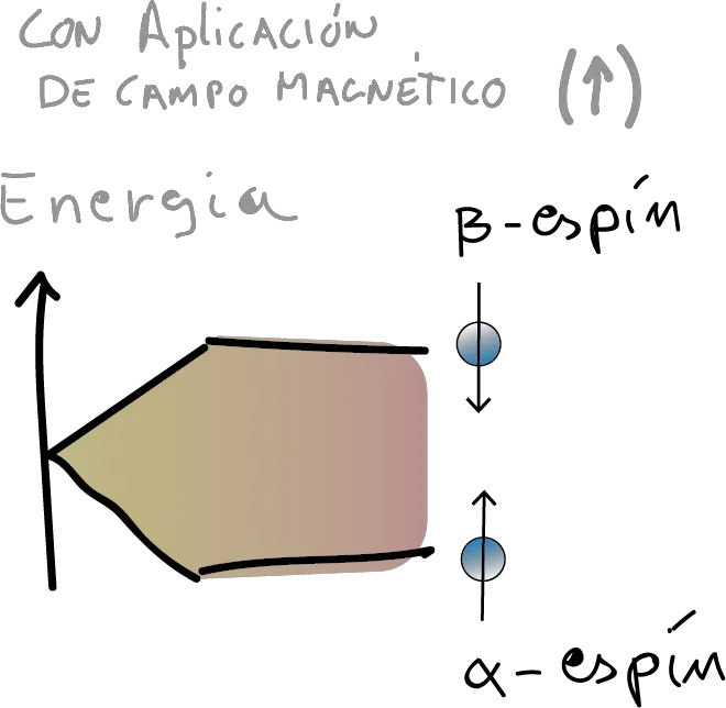 RMN átomos con espin (alfa y beta) nuclear desordenados con aplicacion de campo magnetico