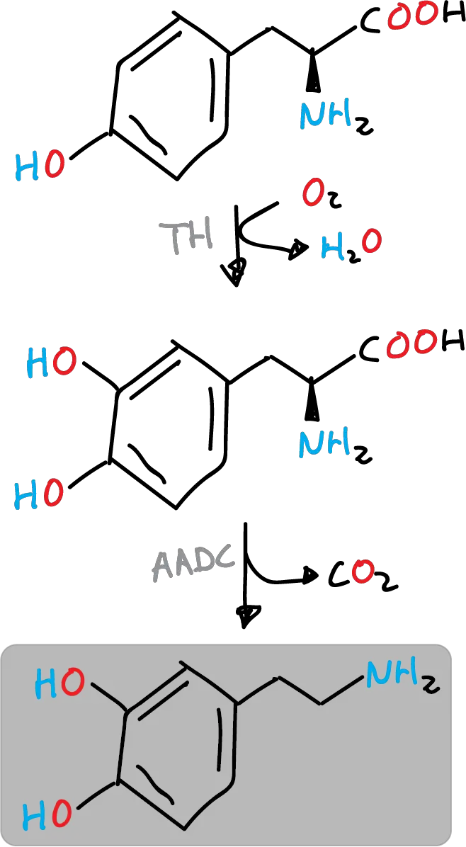 biosintesis dopamina aminoácido L-tirosina enzima tirosina hidrolasa TH L-aminoácido aromático descarboxilasa AADC L-DOPA