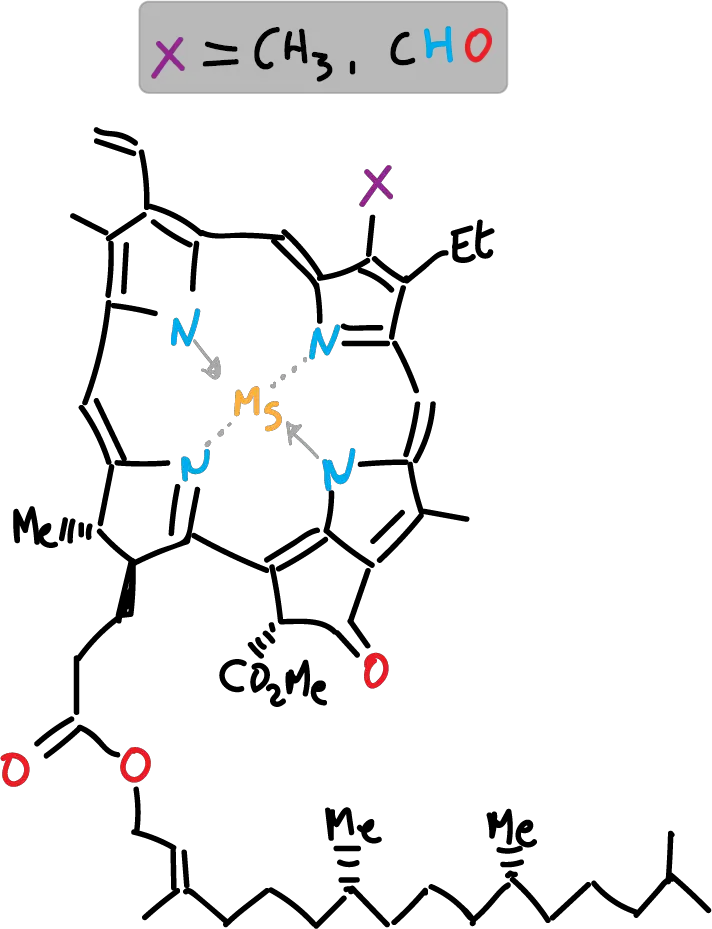 Estructura clorofila a b